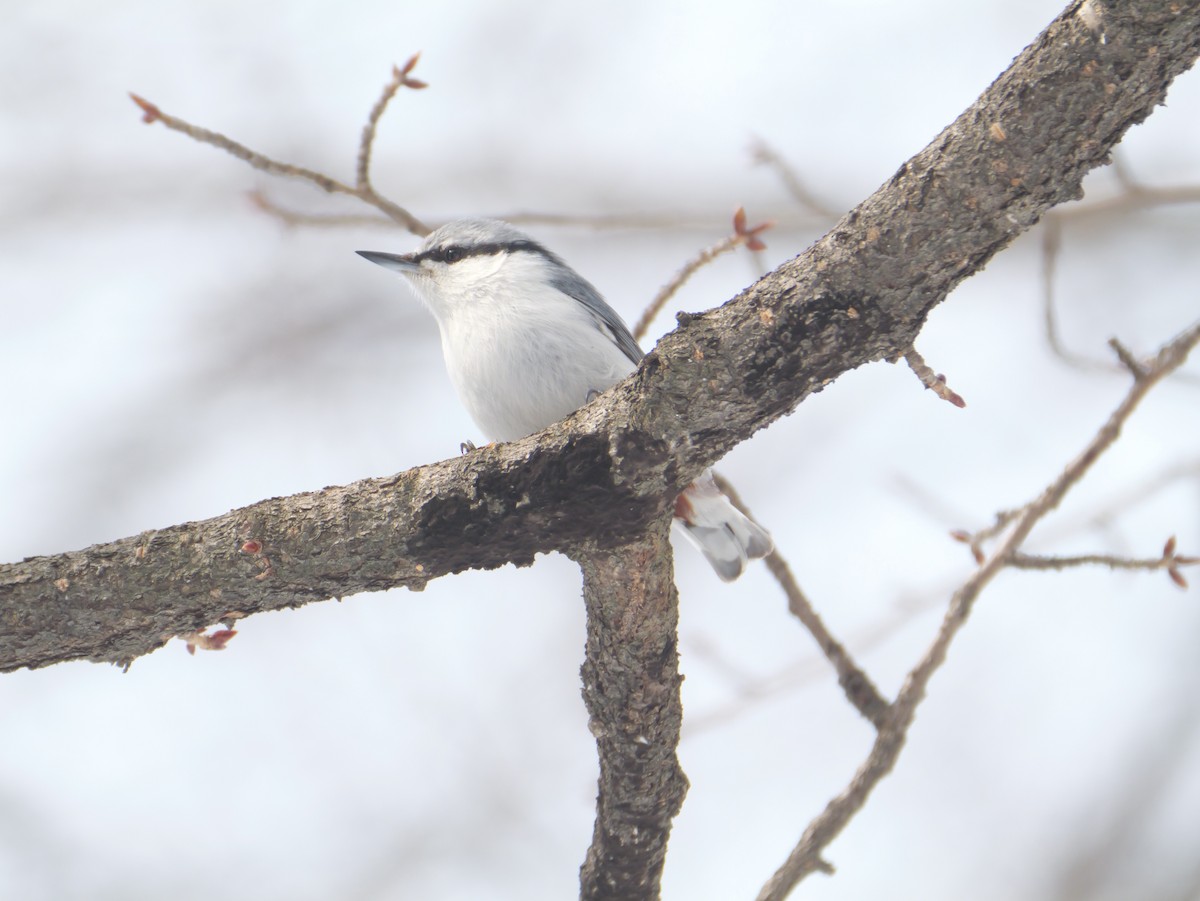 Eurasian Nuthatch - ML631990511