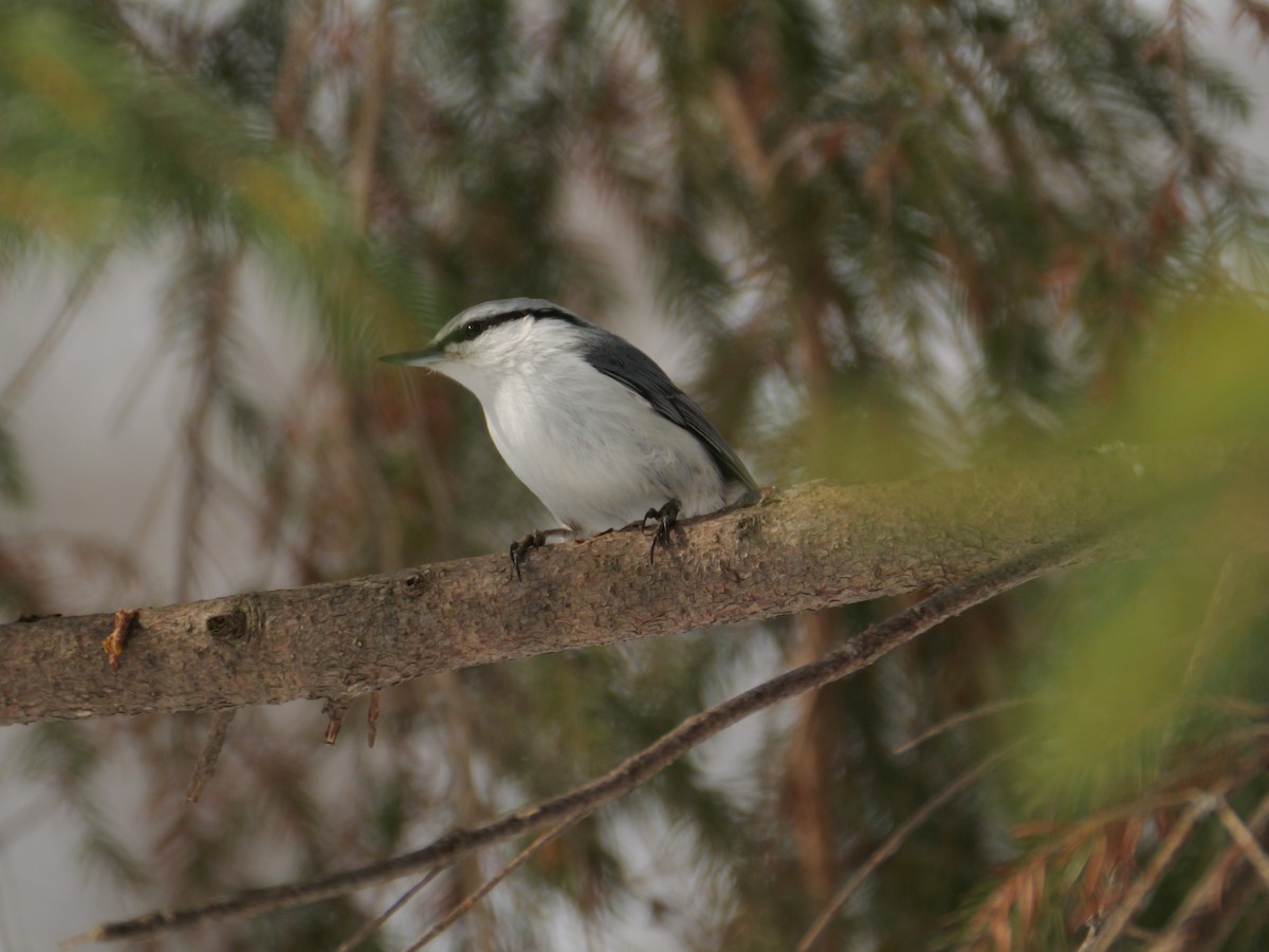 Eurasian Nuthatch - ML631990512