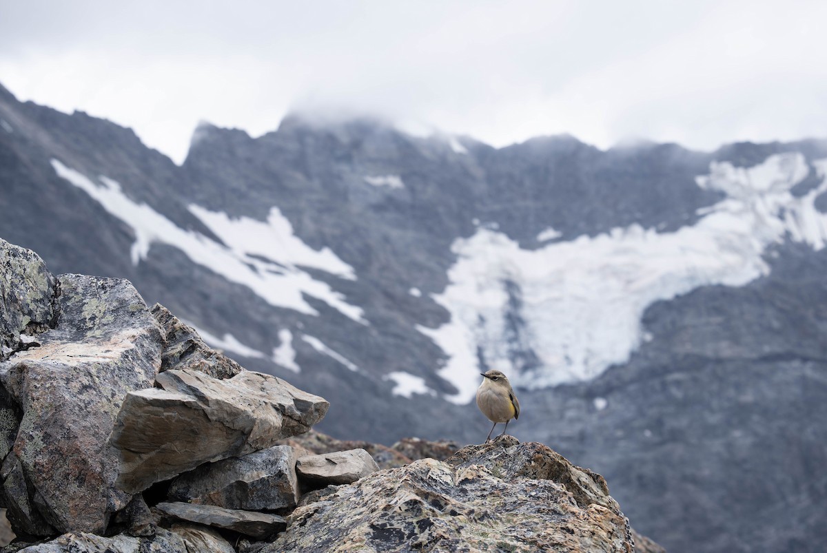 South Island Wren - ML631990527