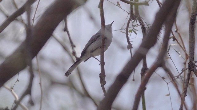 Blue-gray Gnatcatcher - ML631990534