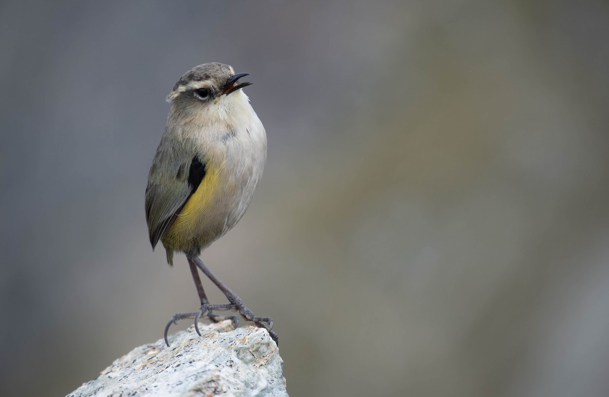 South Island Wren - ML631990548