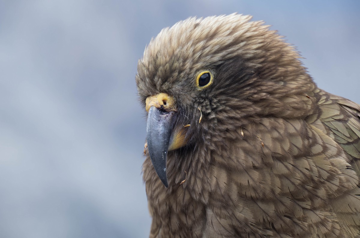 Kea - ML631990550
