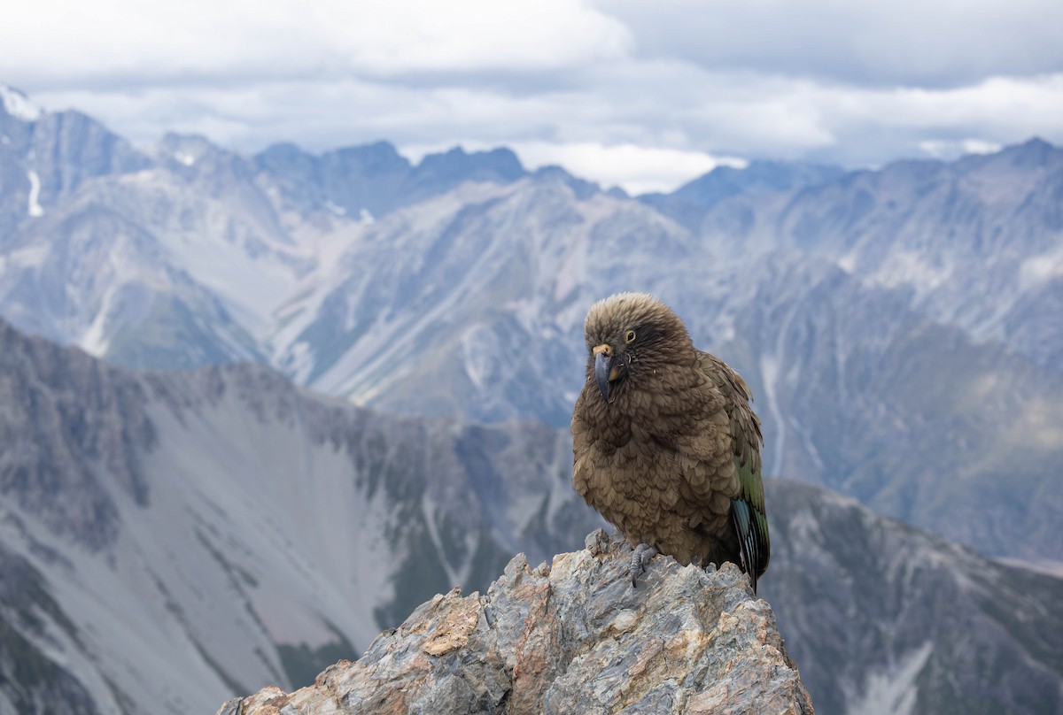 Kea - ML631990551