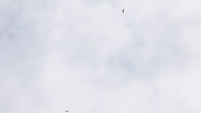 Aquila reale - ML631990594