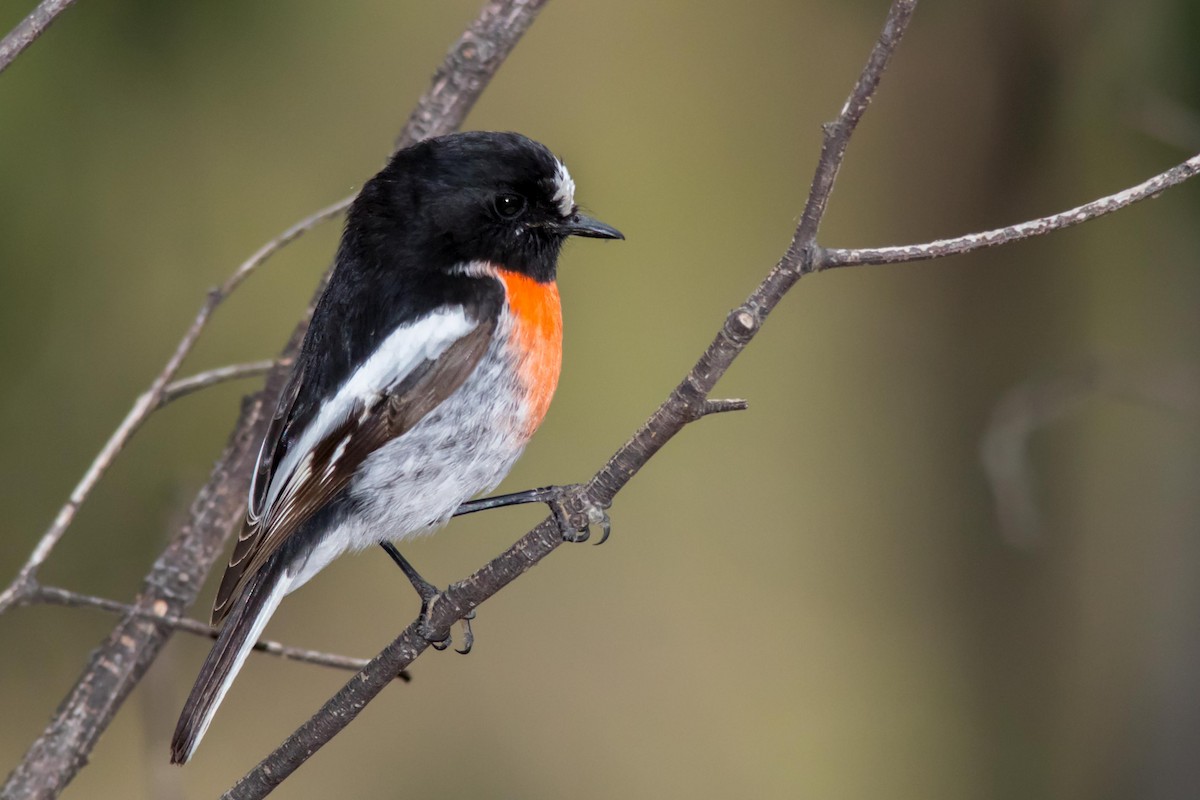 Scarlet Robin - Andrew Allen