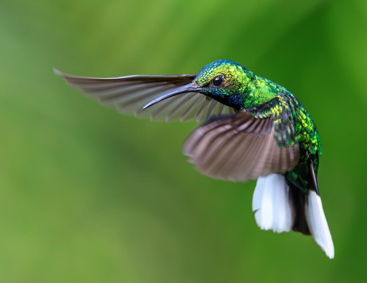 White-tailed Sabrewing - ML631990697