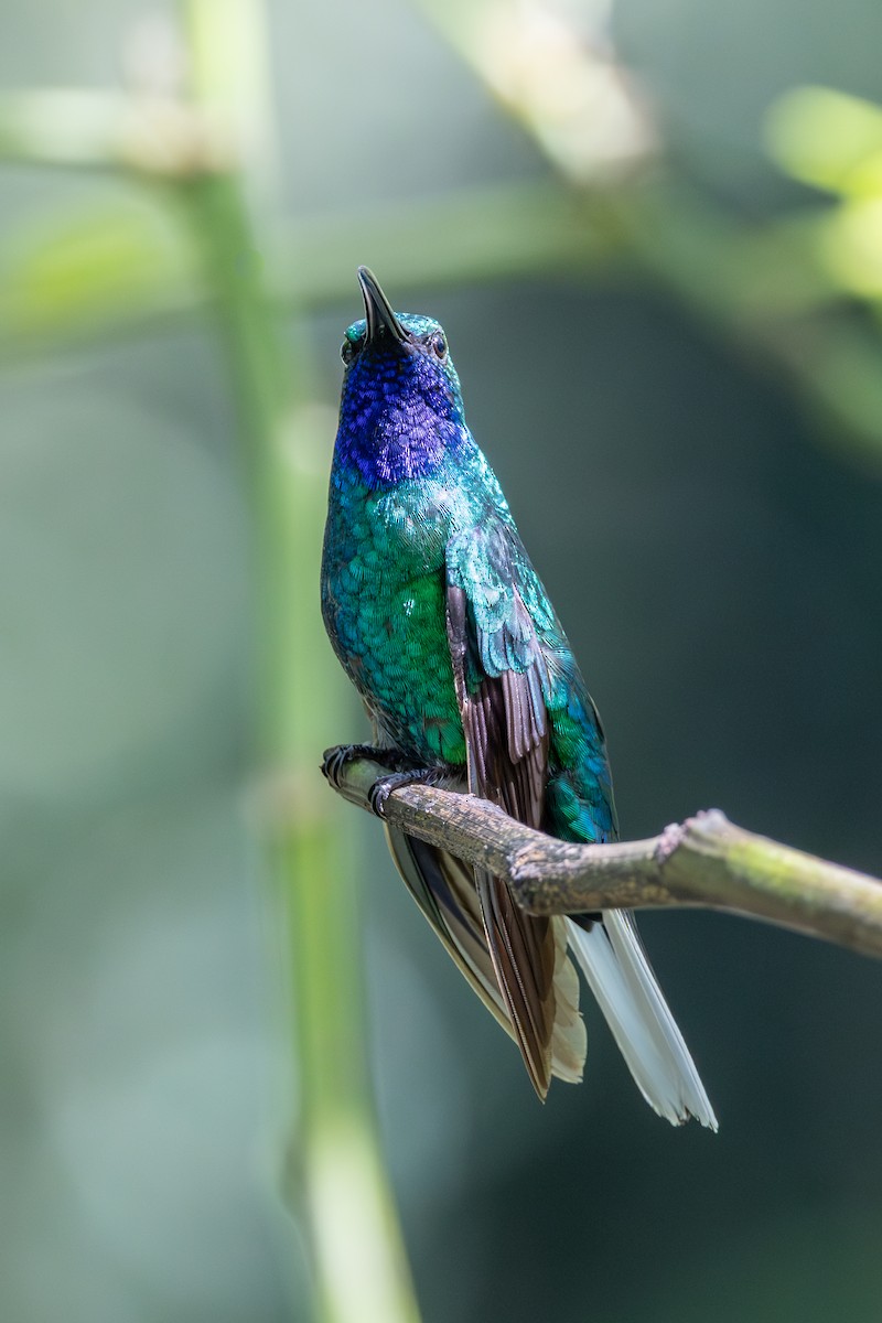 White-tailed Sabrewing - ML631990700