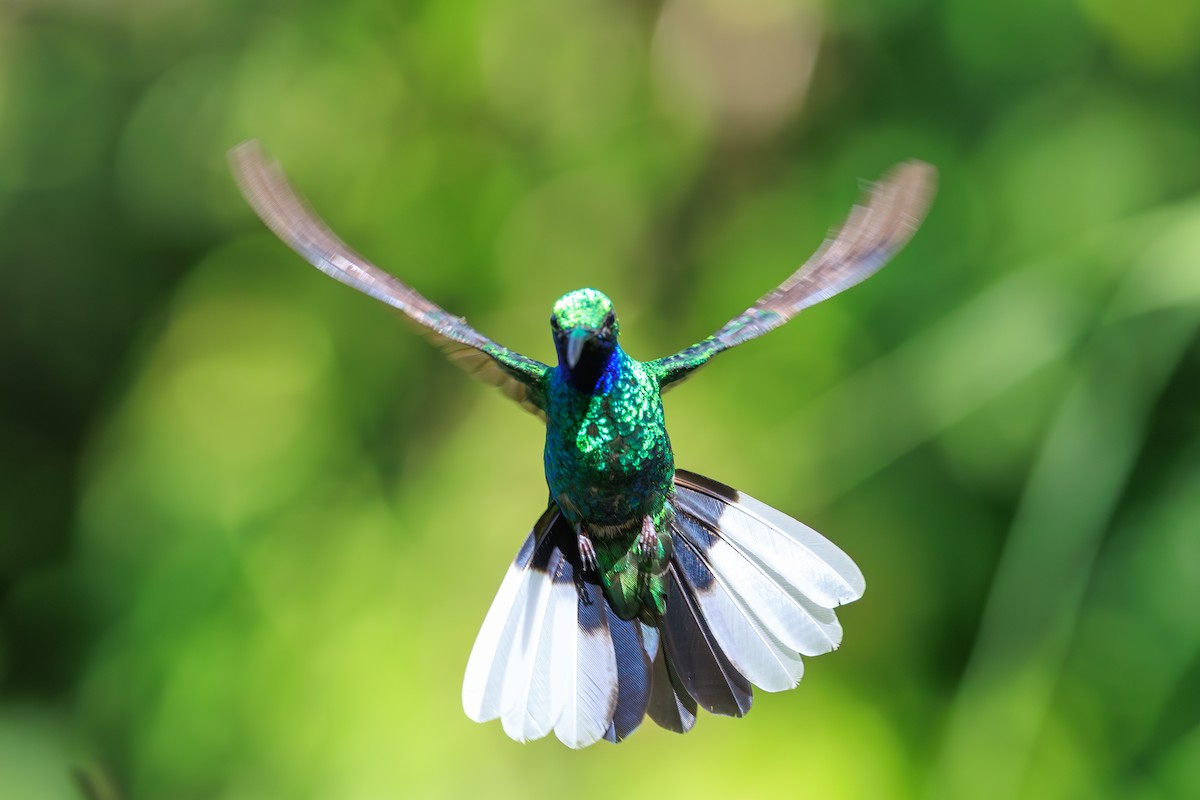 White-tailed Sabrewing - ML631990701