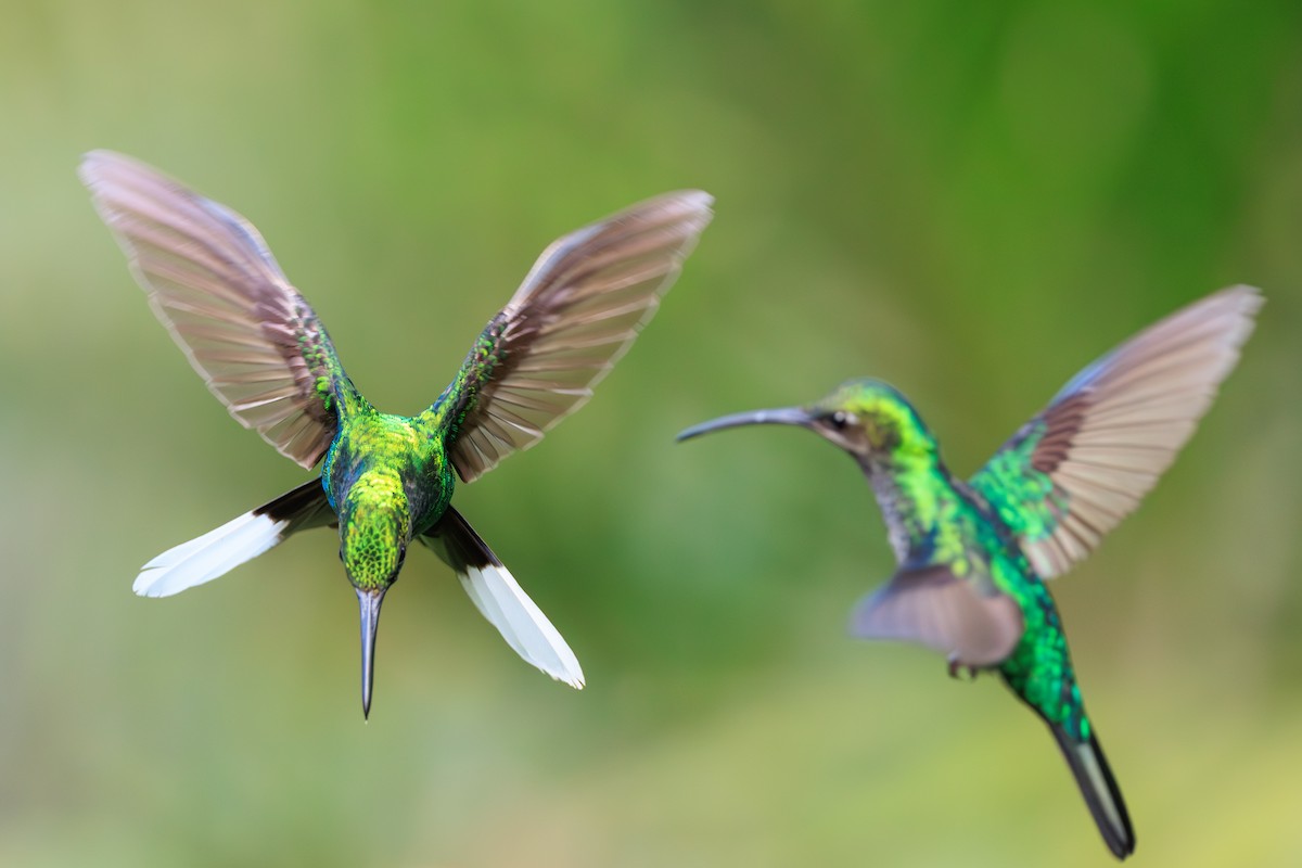 White-tailed Sabrewing - ML631990702
