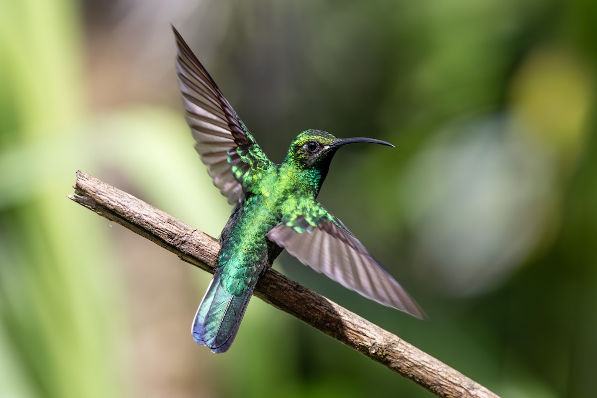 White-tailed Sabrewing - ML631990703