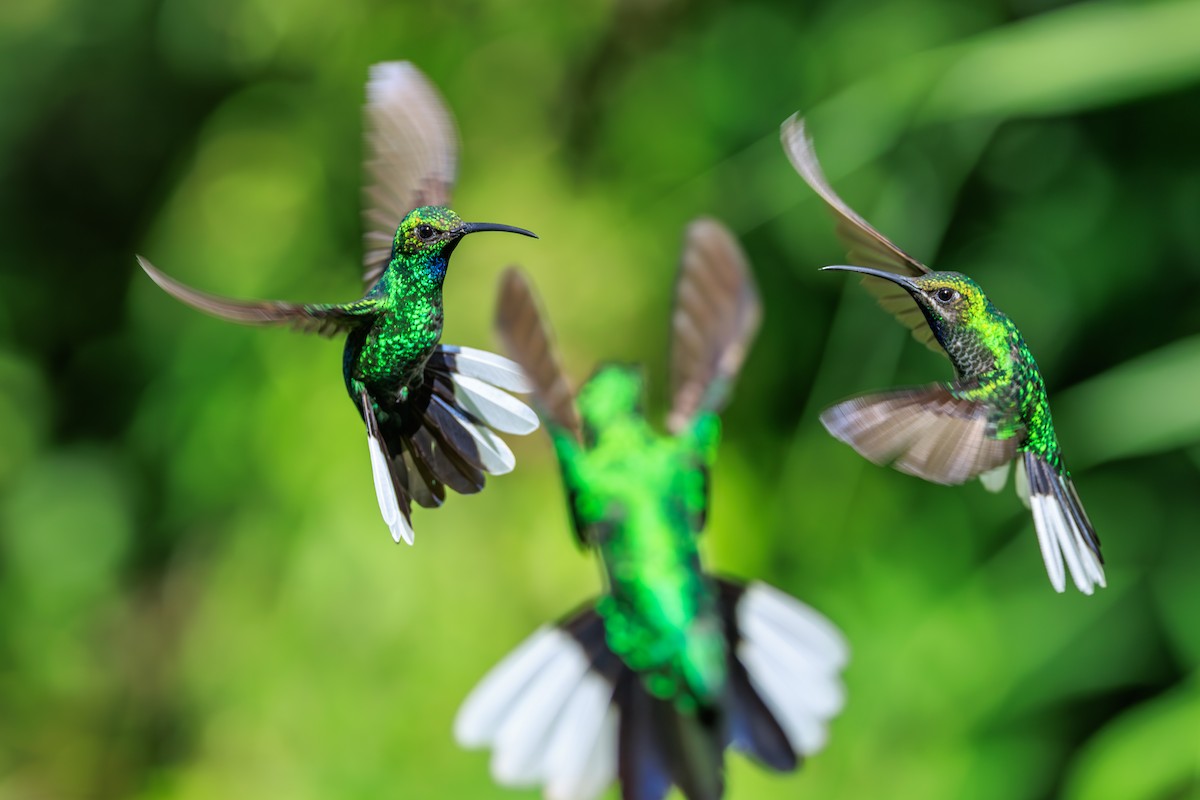 White-tailed Sabrewing - ML631990704