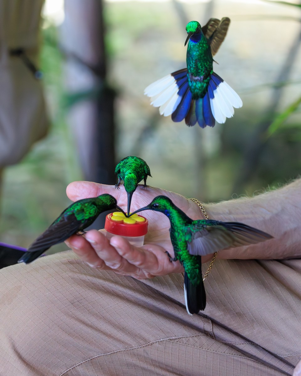White-tailed Sabrewing - ML631990707