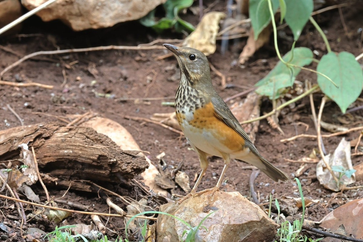 Gray-backed Thrush - ML631990744