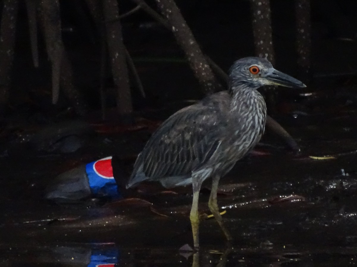 Yellow-crowned Night Heron - ML63199081