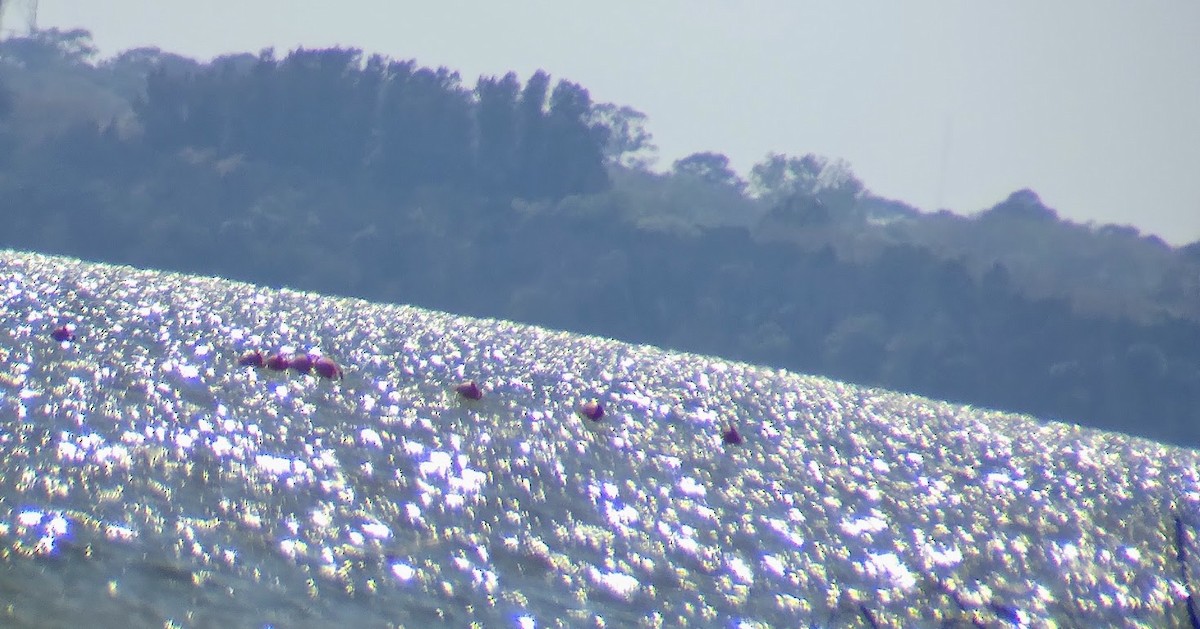 American Flamingo - ML631990845