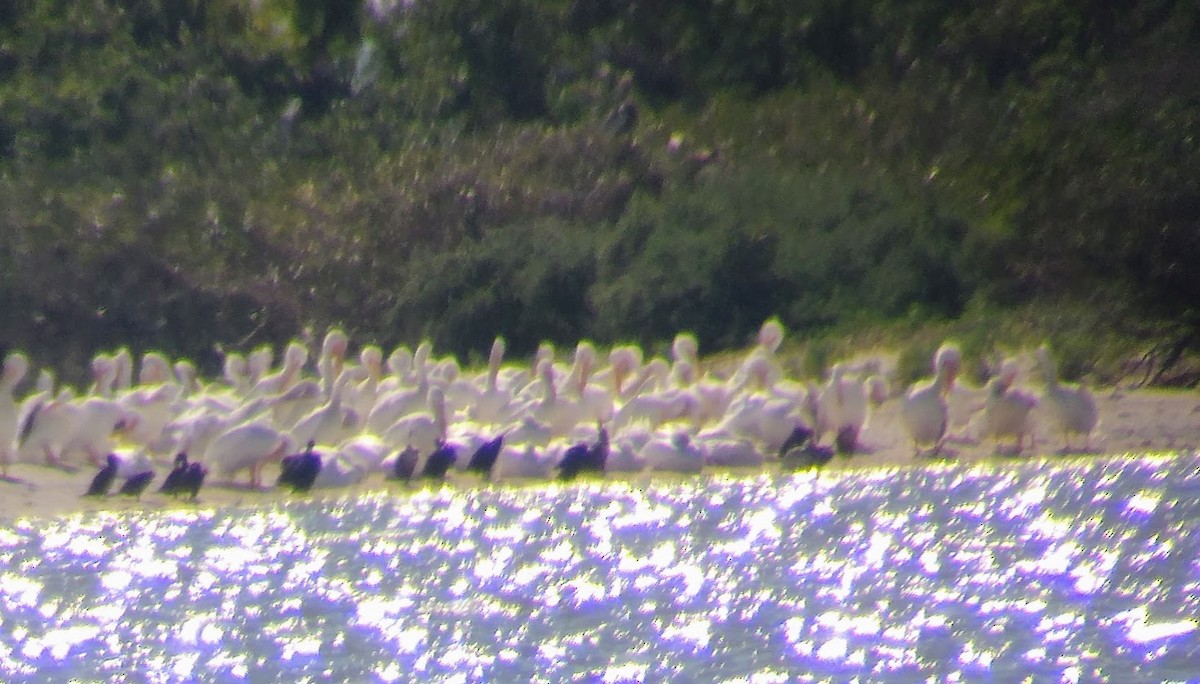 American White Pelican - ML631990853