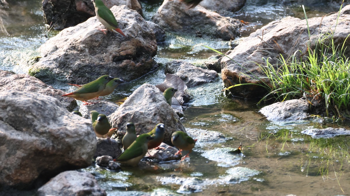 Pin-tailed Parrotfinch - ML631990957