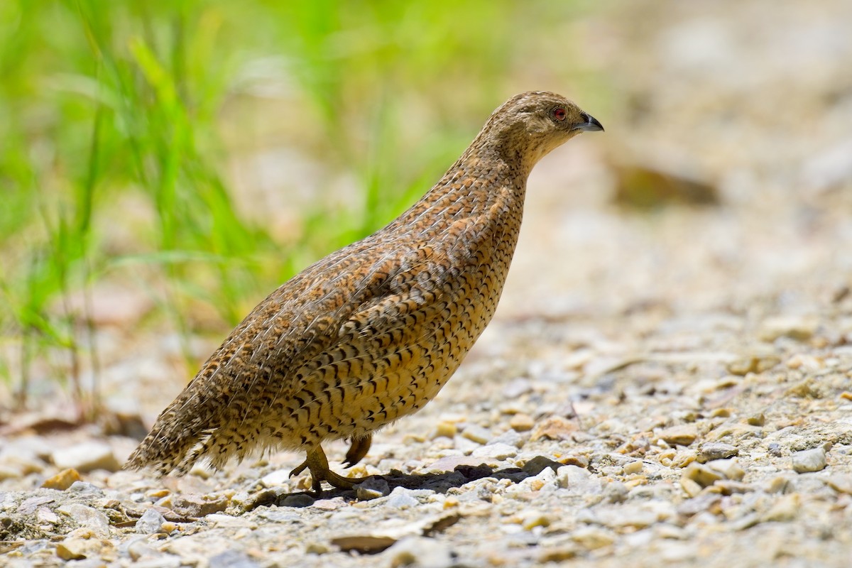 Brown Quail - ML631991173