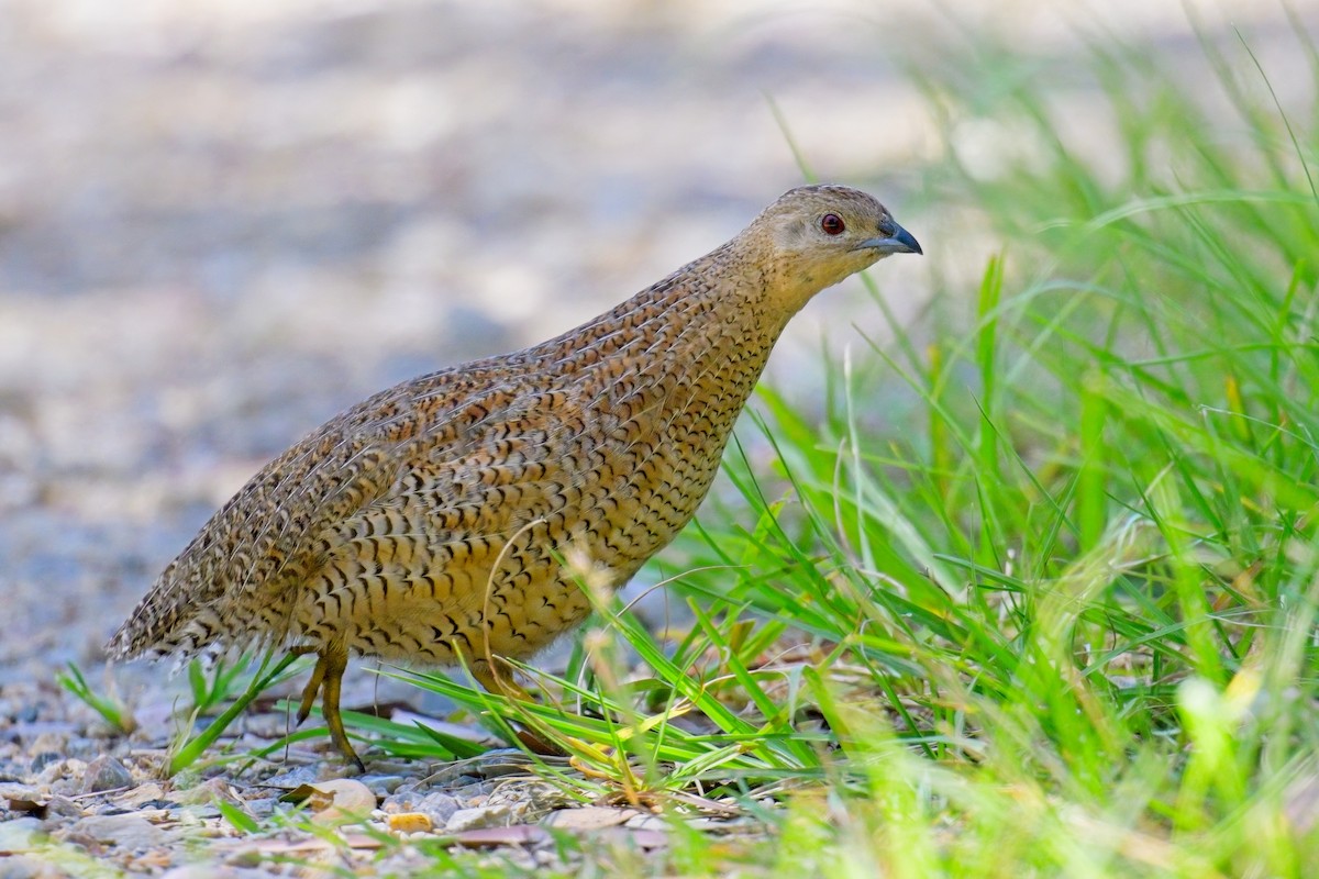 Brown Quail - ML631991174