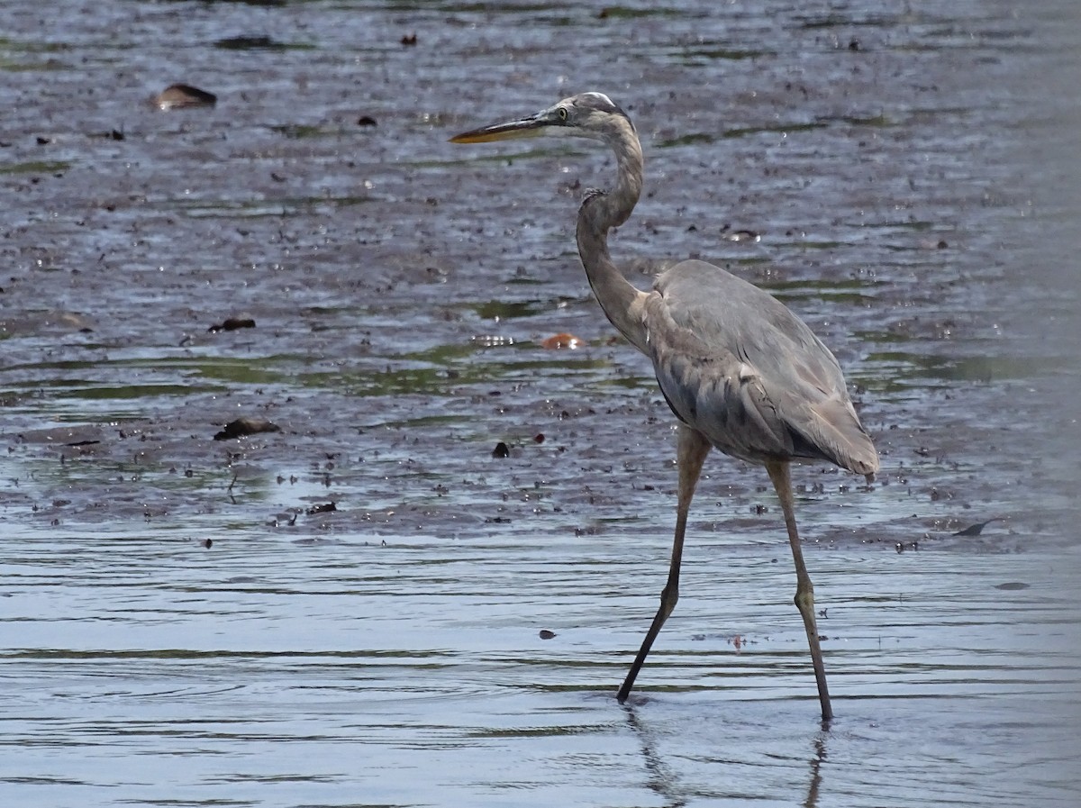 Great Blue Heron - ML63199121