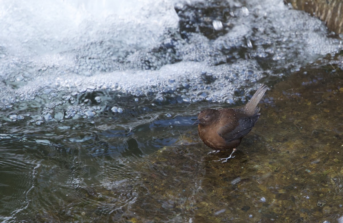 Brown Dipper - ML631991309