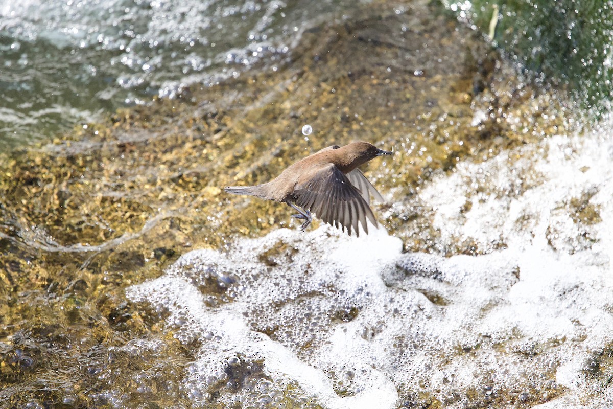 Brown Dipper - ML631991316