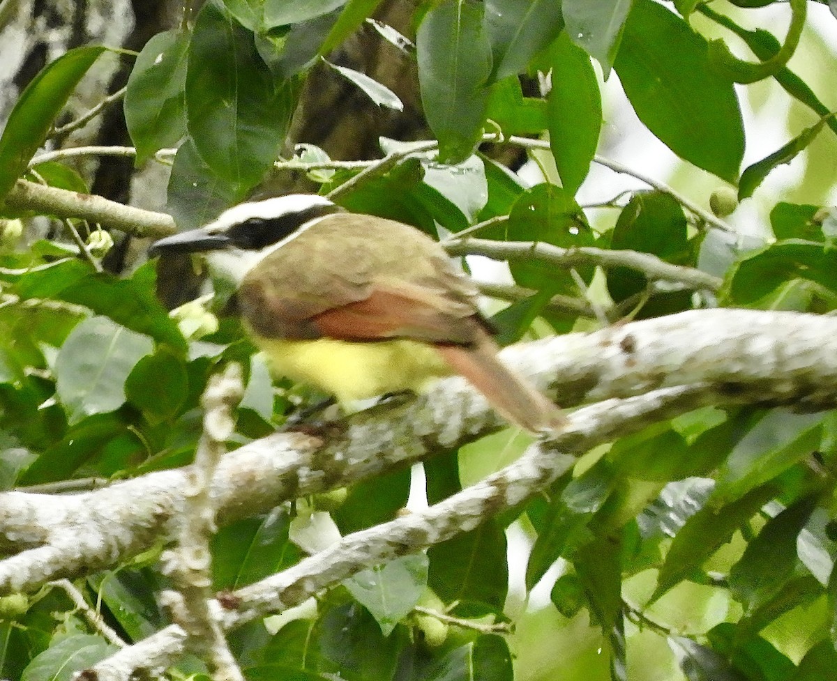 Great Kiskadee - ML631991319