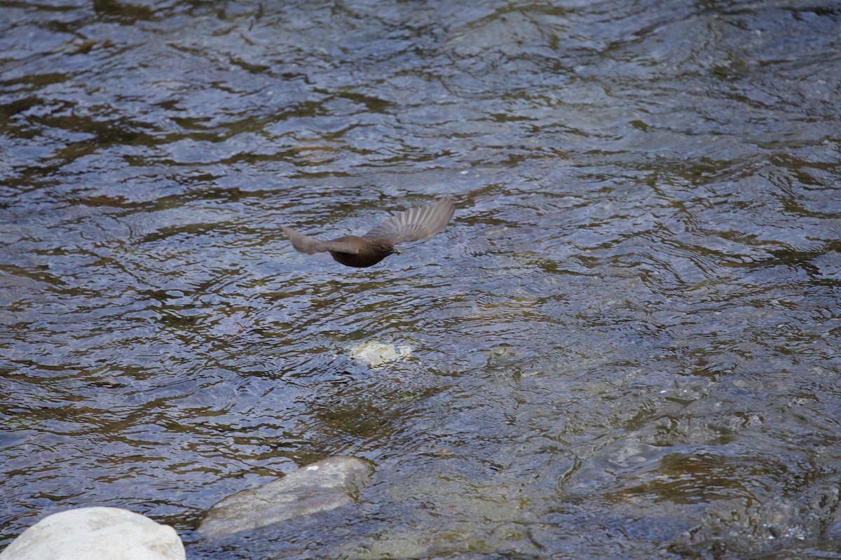 Brown Dipper - ML631991332