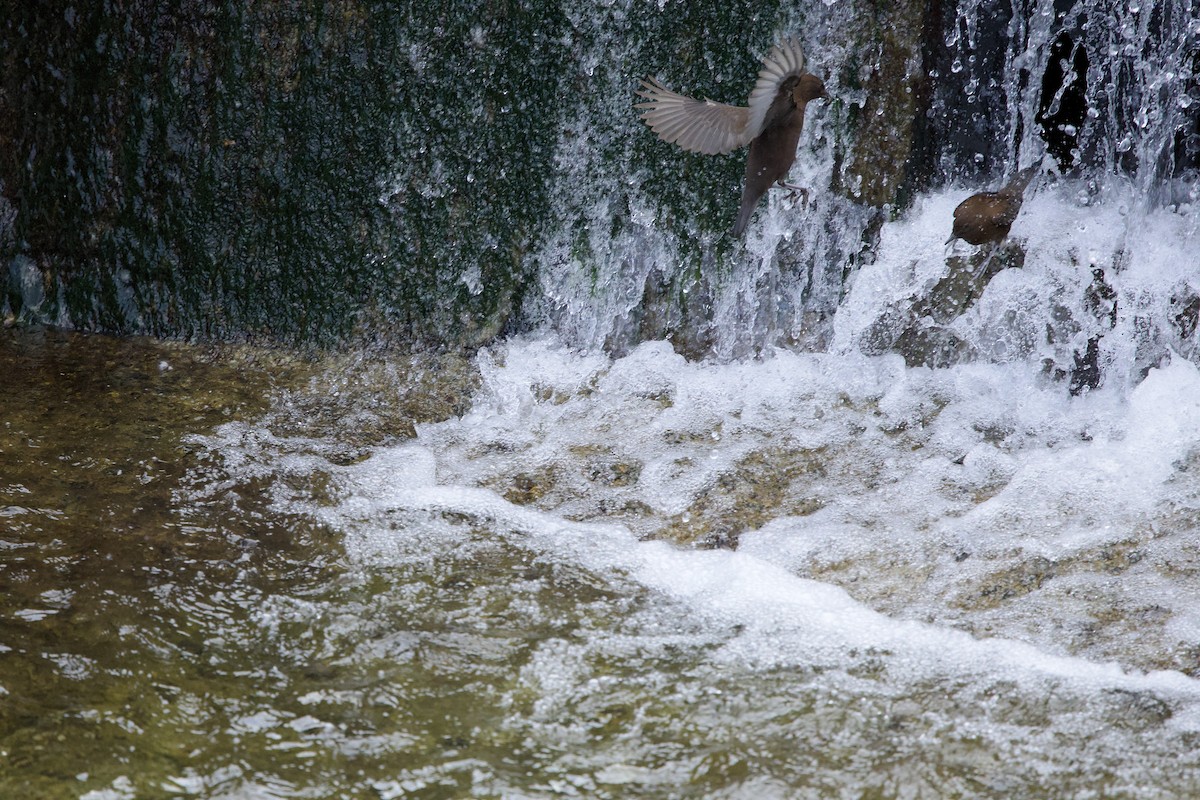 Brown Dipper - ML631991350