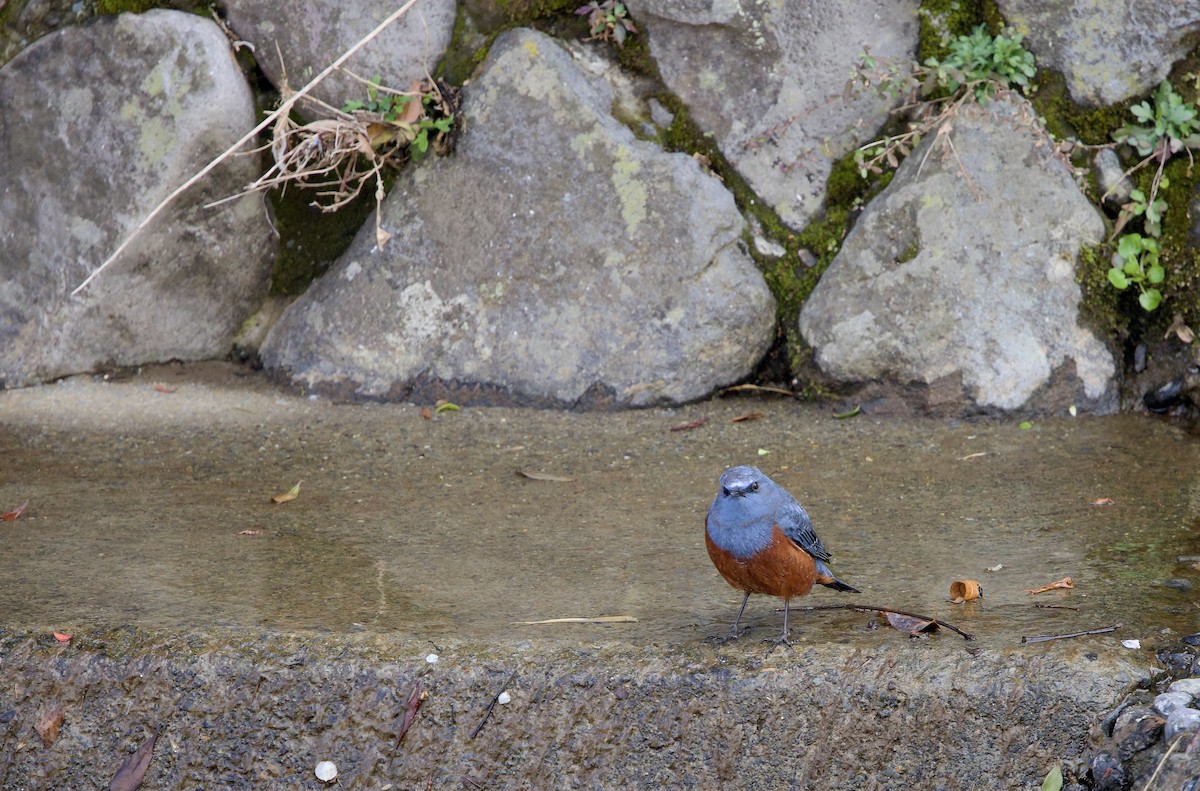 Blue Rock-Thrush - ML631991580