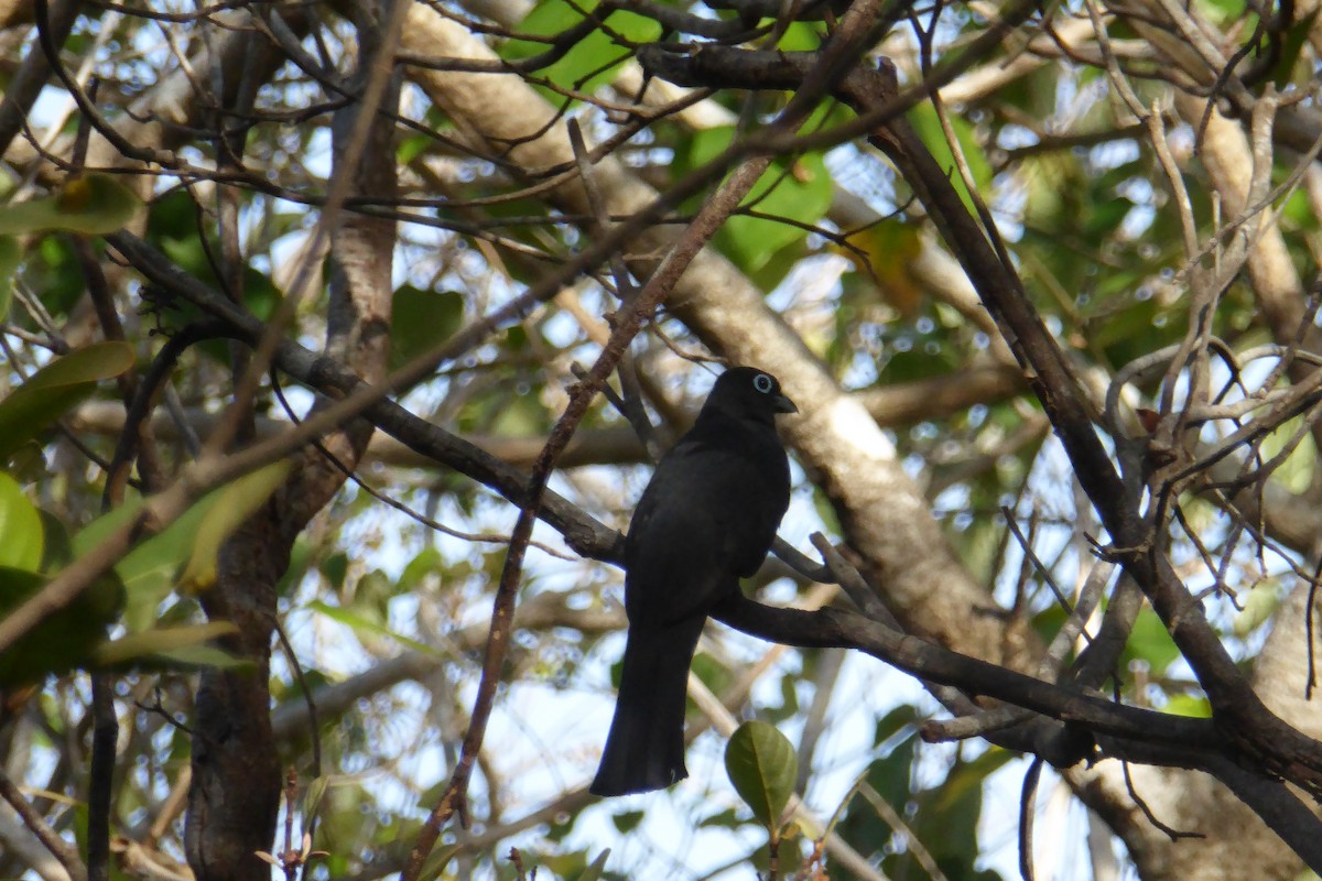 Black-headed Trogon - ML631991642