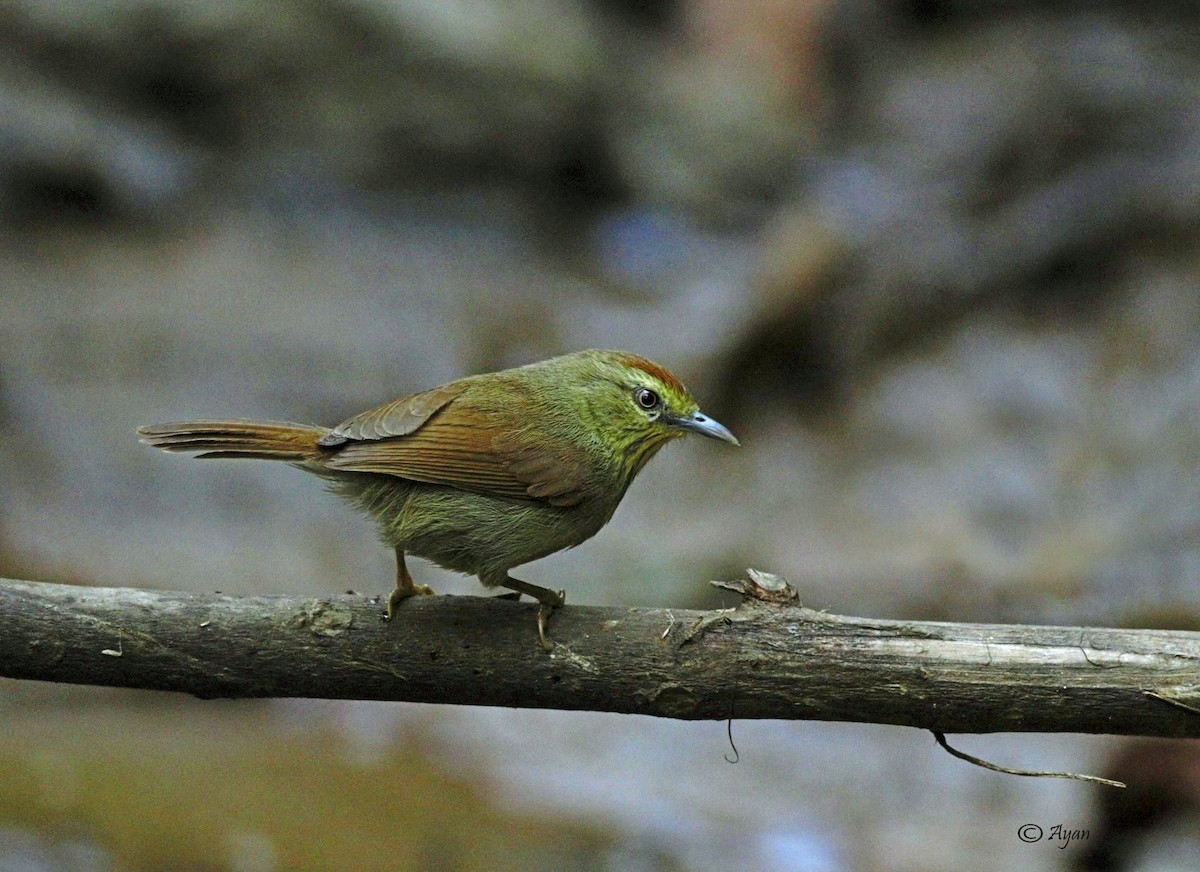 Pin-striped Tit-Babbler - ML631991674