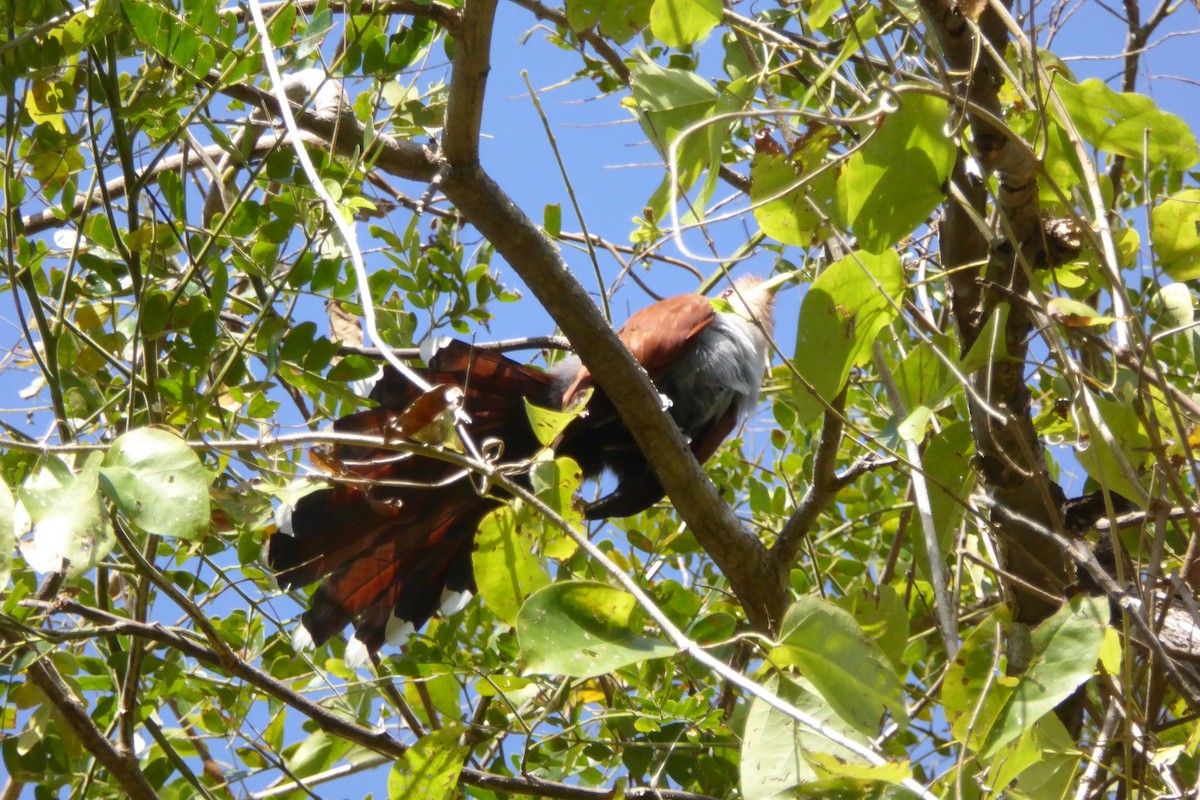 Squirrel Cuckoo - ML631991675