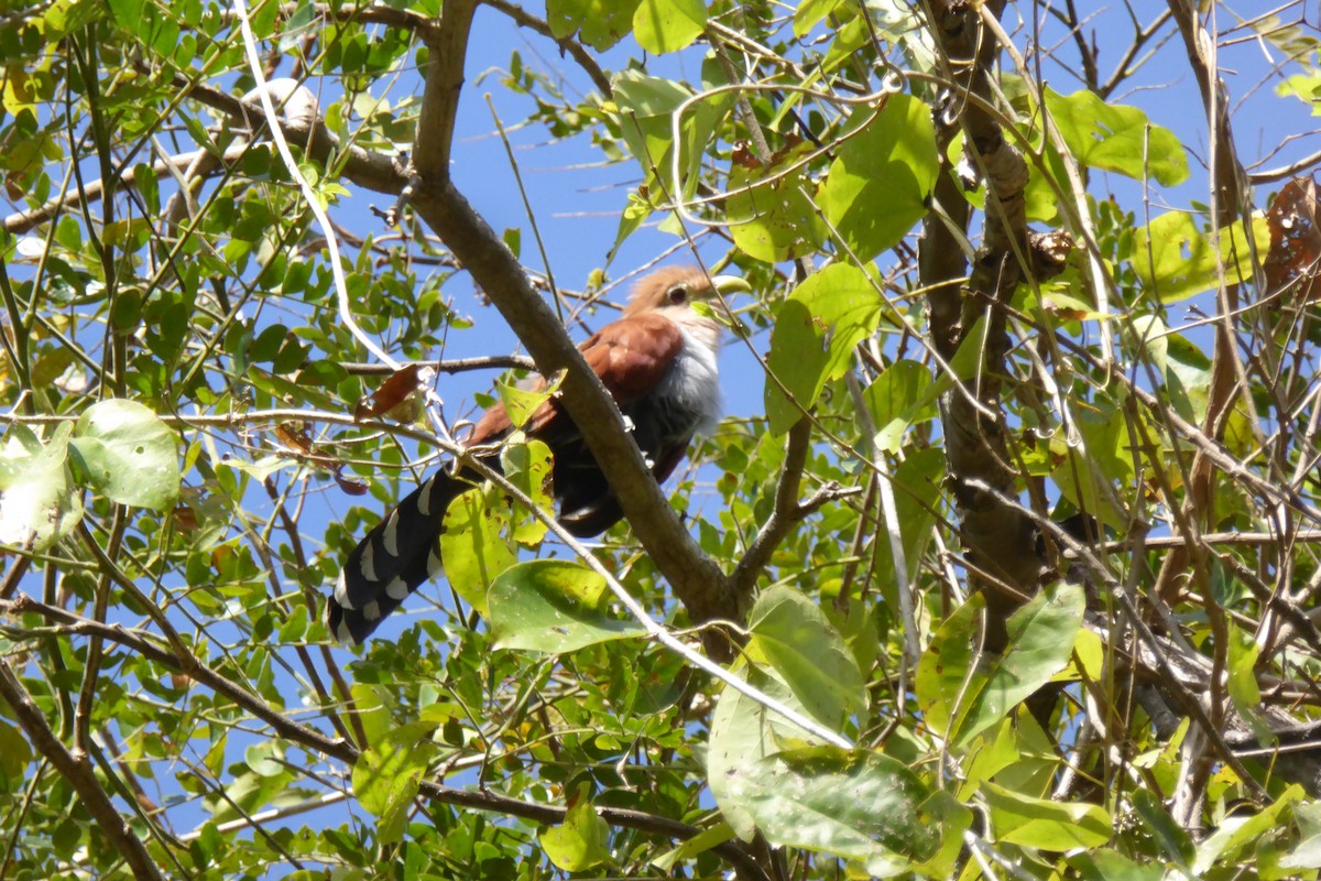 Squirrel Cuckoo - ML631991676