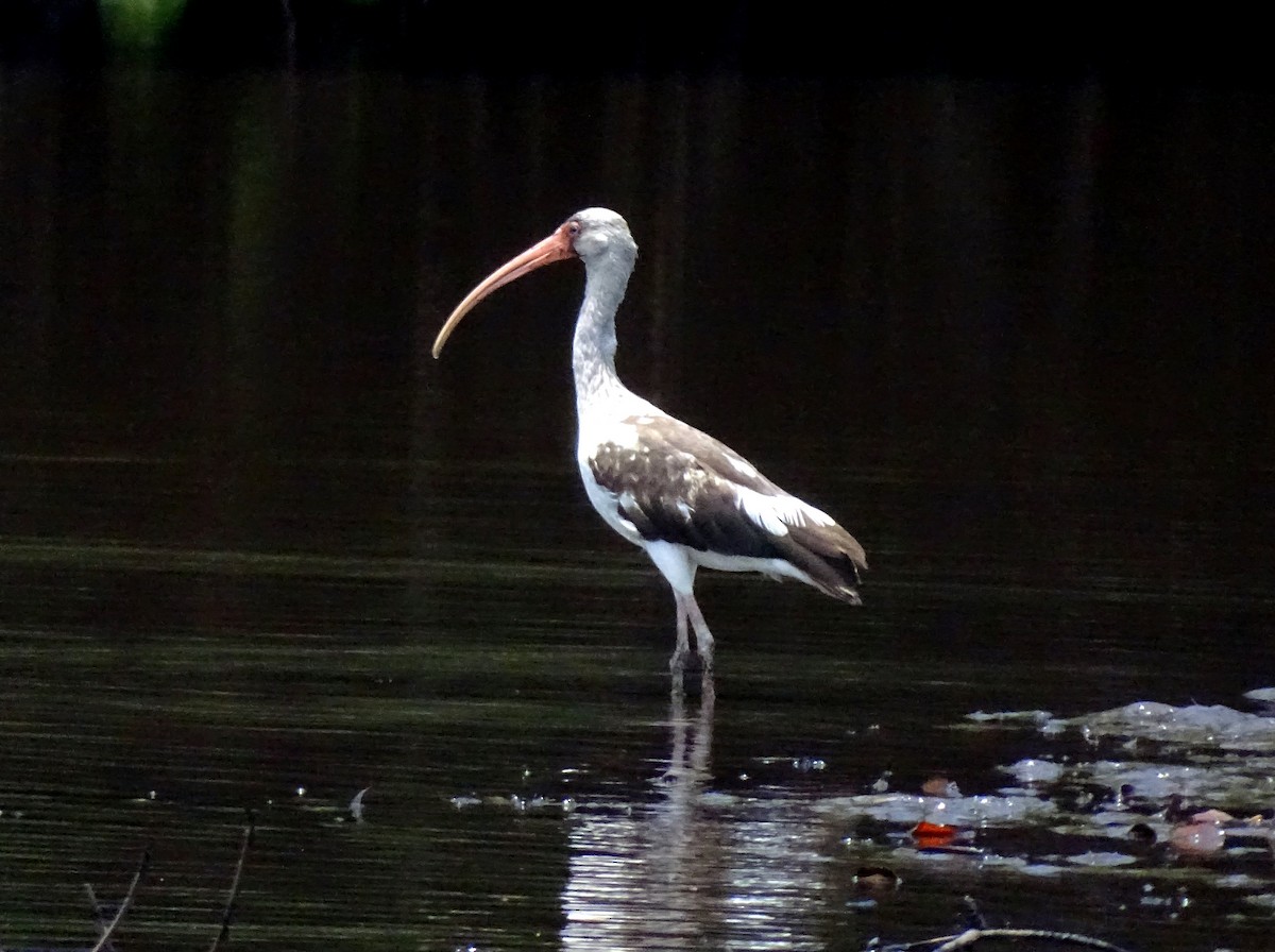 ibis bílý - ML63199171