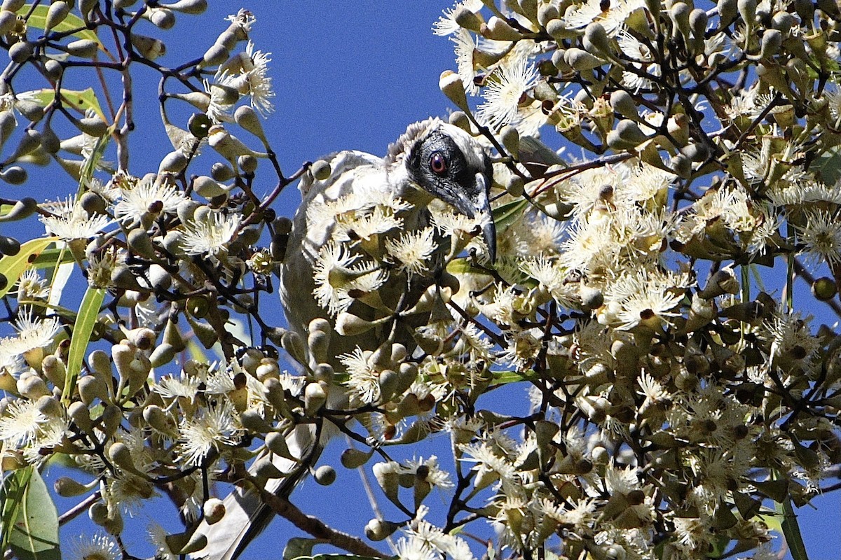 Silver-crowned Friarbird - ML631991711