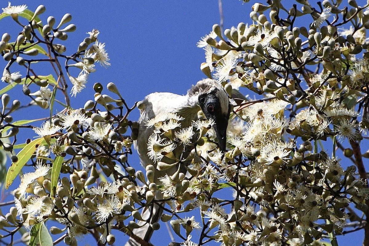 Silver-crowned Friarbird - ML631991712