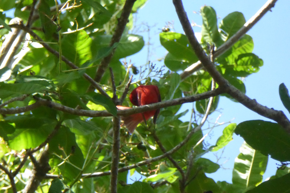 Summer Tanager - ML631991716