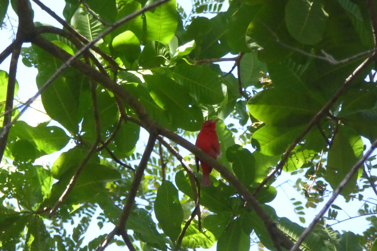 Summer Tanager - ML631991717