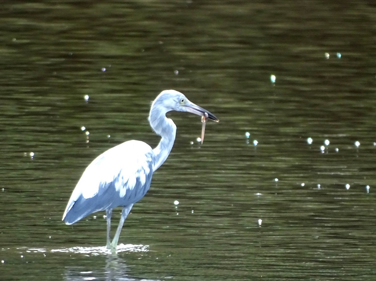 Little Blue Heron - Julio Acosta  ES Tour Guide