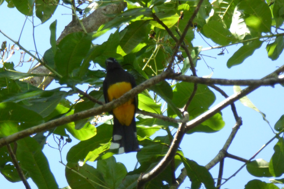 Black-headed Trogon - ML631991813