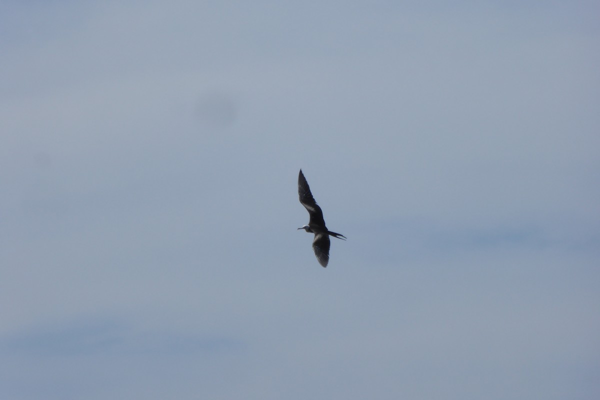 Magnificent Frigatebird - ML631991842