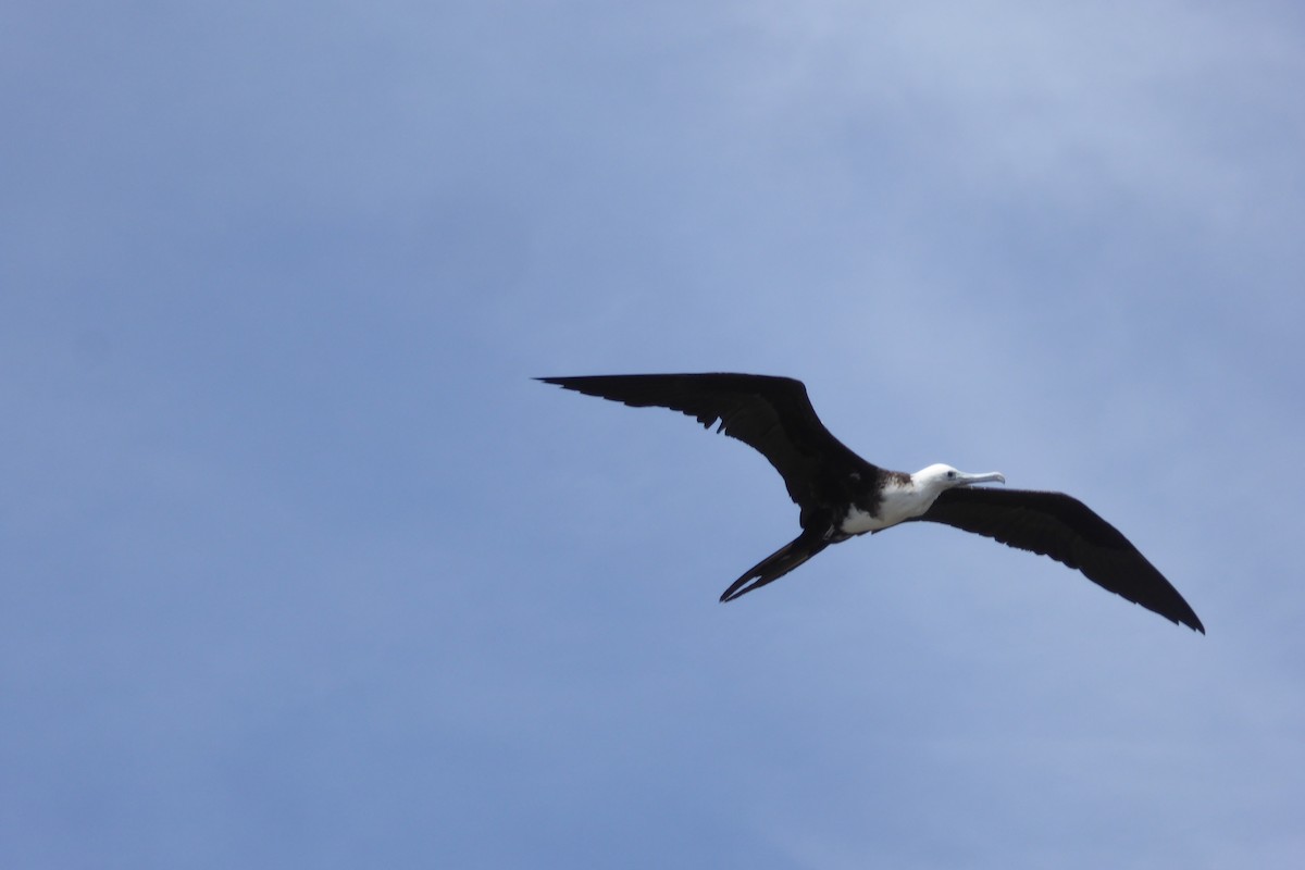 Magnificent Frigatebird - ML631991843