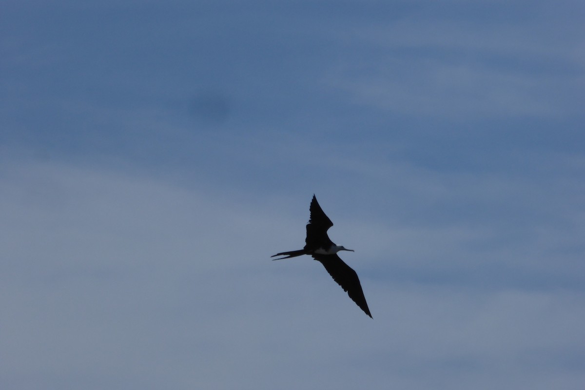 Magnificent Frigatebird - ML631991844