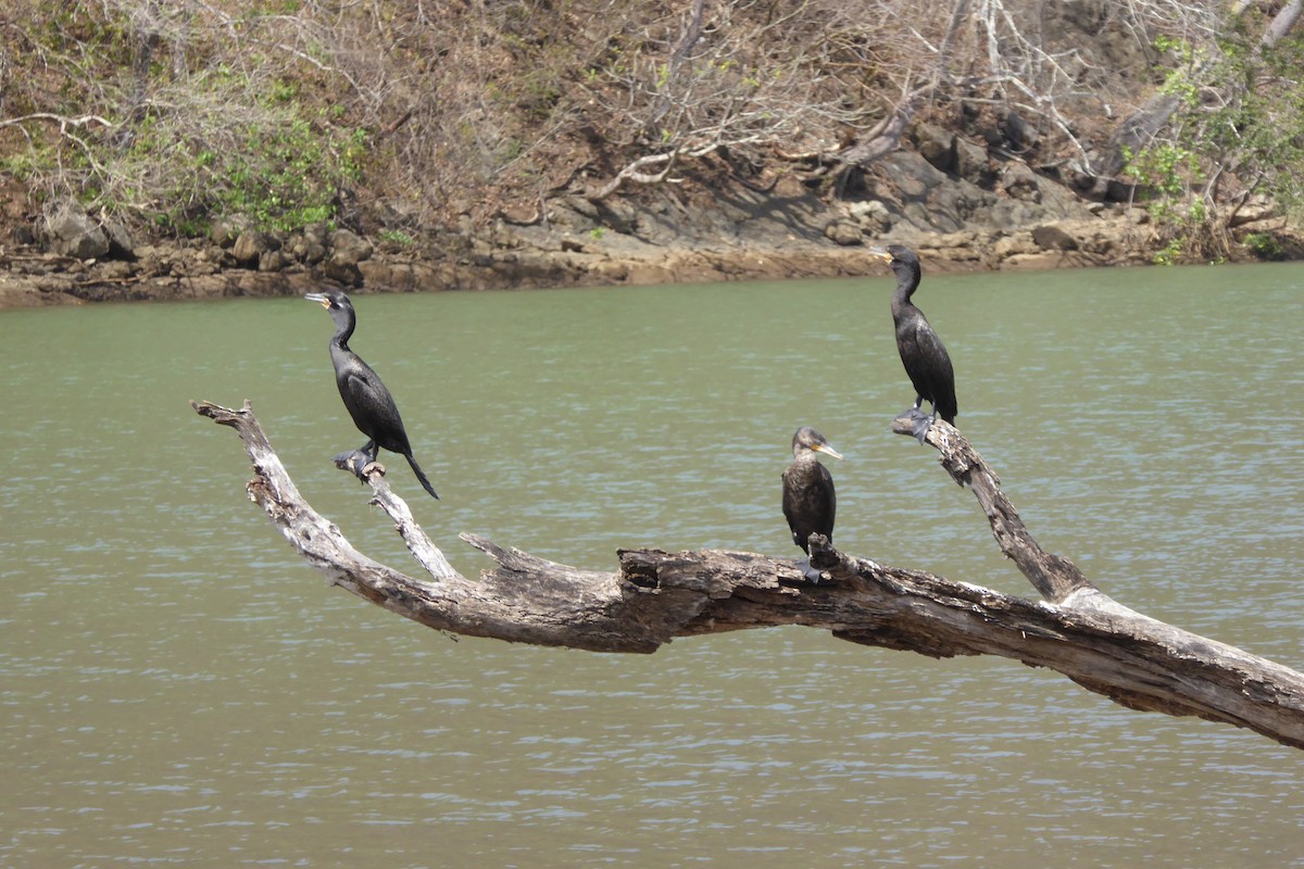 Neotropic Cormorant - ML631991858