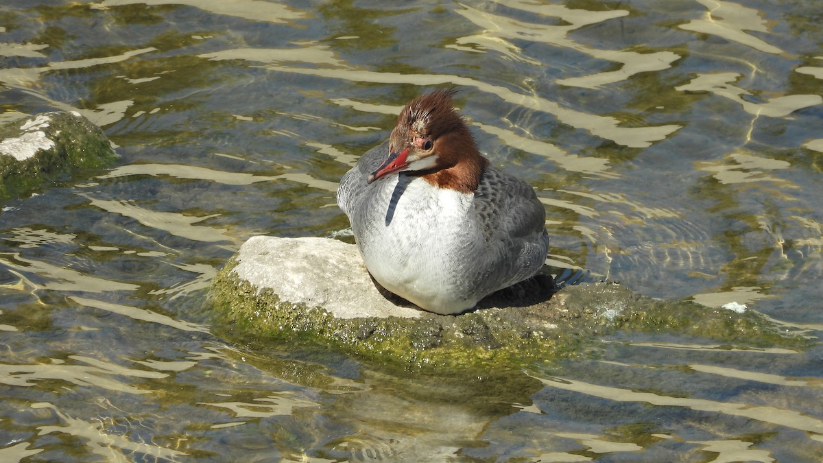 Common Merganser - ML631991988