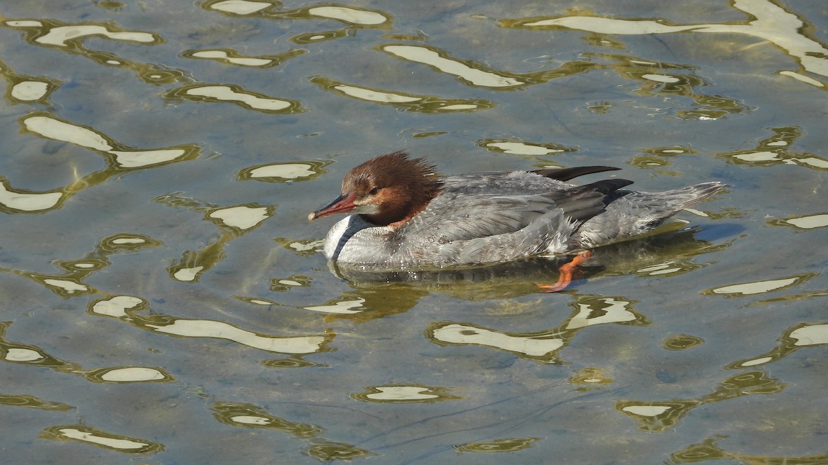 Common Merganser - ML631991989