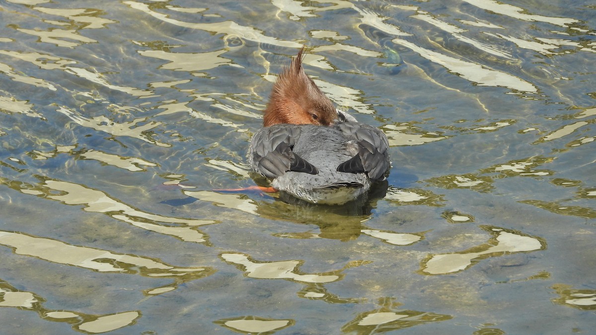 Common Merganser - ML631991990