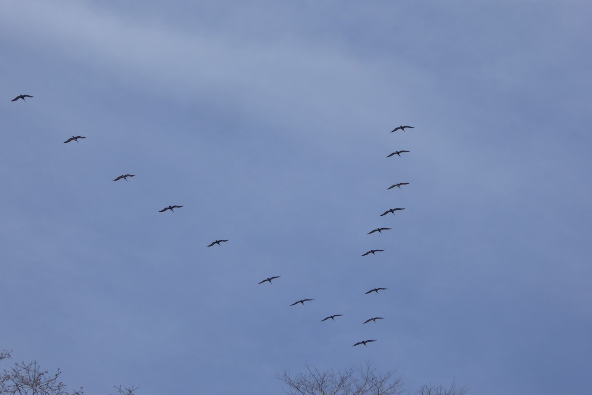 Brown Pelican - ML631992021