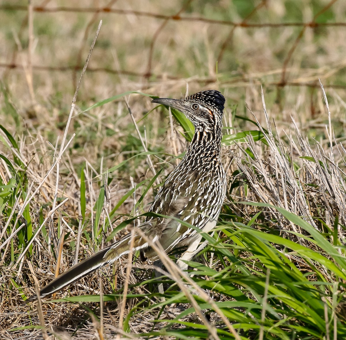 Greater Roadrunner - ML631992179